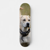 Skateboard Perro Labrador con collar vigilando (Voorkant)