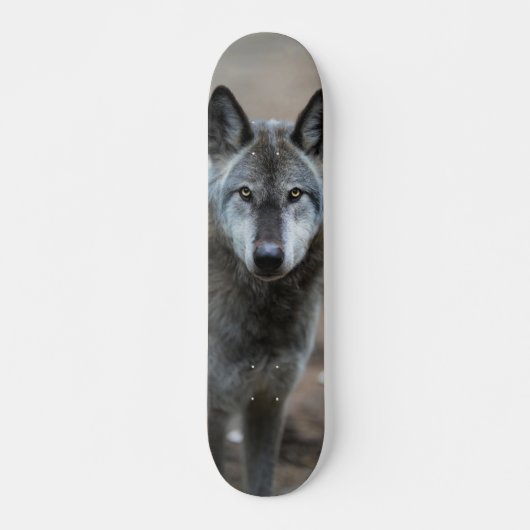 Skateboard Perro lobo salvaje depredador curioso (Voorkant)