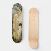 Skateboard Plank Schimmel op boomstronk (Voorkant)