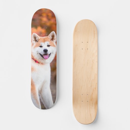 Skateboard Poderoso perro Akita japonés sentado (Voorkant)