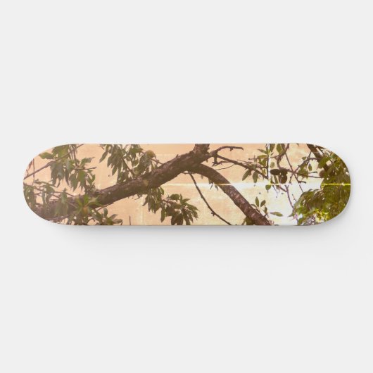 SKATEBOARD STIJL EN DESIGN (Horizontaal)
