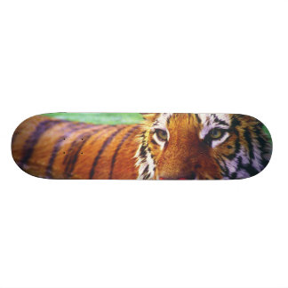 Skateboard Tiger