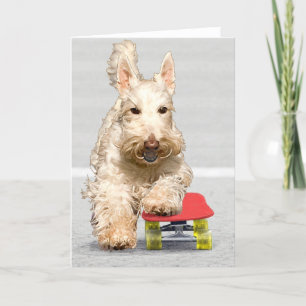 Skateboarding Scottish Terrier Wenskaart Kaart