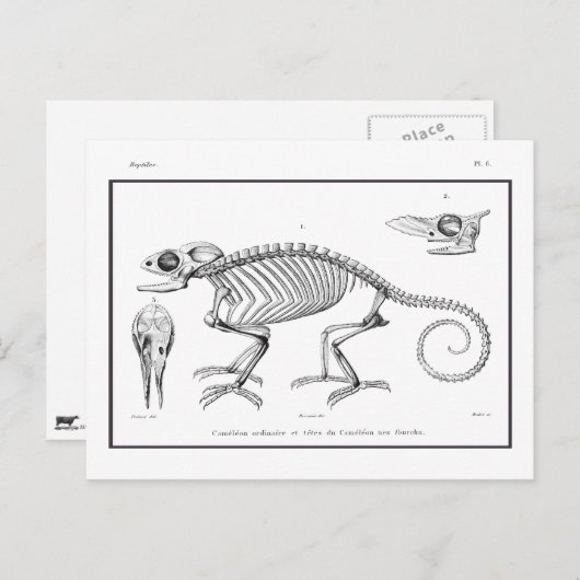 skelet briefkaart (Voorkant / Achterkant)