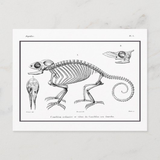  skelet briefkaart (Voorkant)