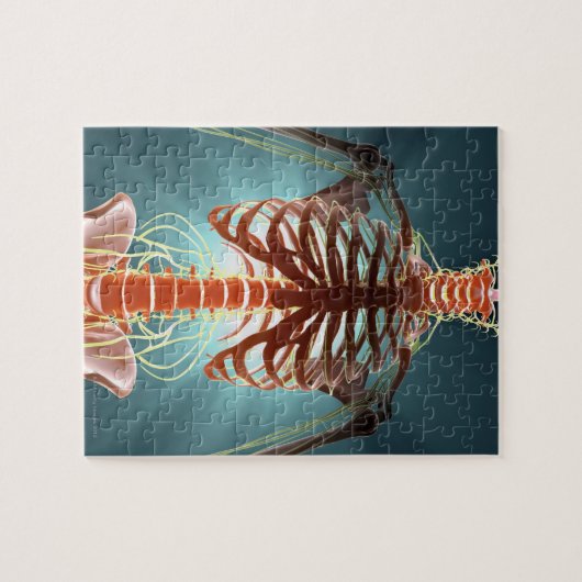 Skelet en zenuwen legpuzzel (Horizontaal)