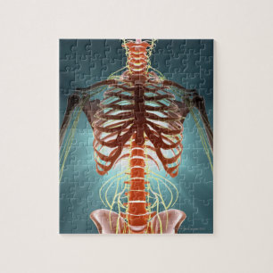 Skelet en zenuwen legpuzzel