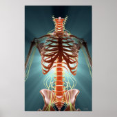 Skelet en zenuwen poster (Voorkant)