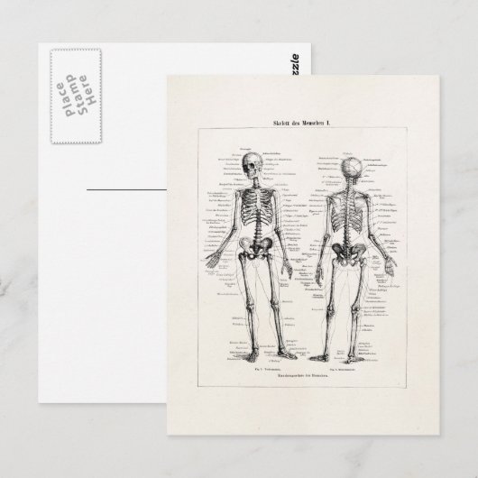Skelet Humaan Anatomie Bot Botten Briefkaart (Voorkant / Achterkant)