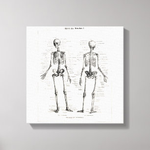 Skelet Humaan Anatomie Bot Botten Canvas Afdruk