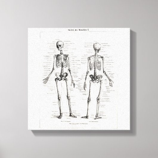 Skelet Humaan Anatomie Bot Botten Canvas Afdruk (Voorkant)