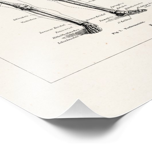  Skelet Humaan Anatomie Bot Botten Foto Afdruk (Hoek)