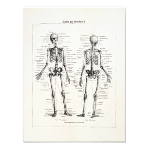 Skelet Humaan Anatomie Bot Botten Foto Afdruk
