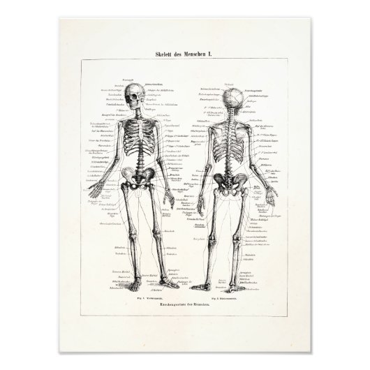 Skelet Humaan Anatomie Bot Botten Foto Afdruk (Voorkant)