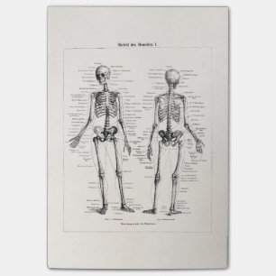 Skelet Humaan Anatomie Bot Botten Post-it® Notes