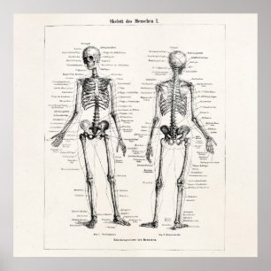 Skelet Humaan Anatomie Bot Botten Poster