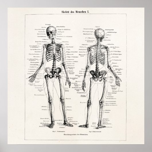 Skelet Humaan Anatomie Bot Botten Poster (Voorkant)