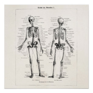 Skelet Humaan Anatomie Bot Botten Poster