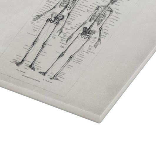 Skelet Humaan Anatomie Bot Botten Snijplank (Hoek)