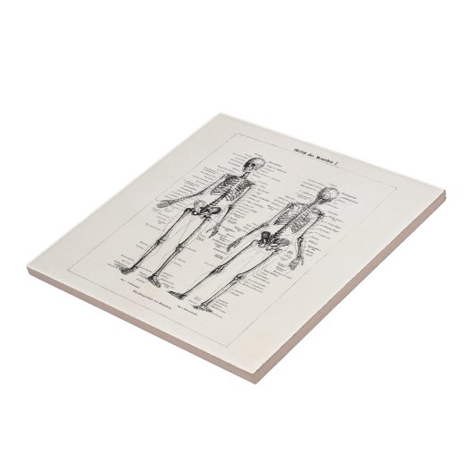 Skelet Humaan Anatomie Bot Botten Tegeltje (Zijkant)