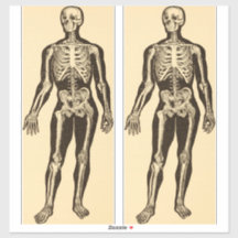  skelet illustratie verouderd grillig