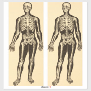 skelet illustratie verouderd grillig sticker