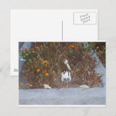 Skelet in Marigolds Briefkaart (Voorkant / Achterkant)