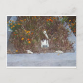 Skelet in Marigolds Briefkaart (Voorkant)