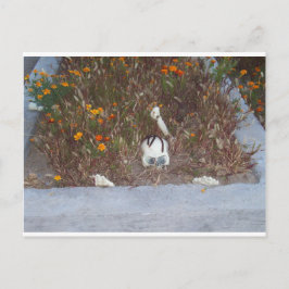 Skelet in Marigolds Briefkaart