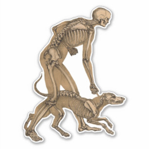 skelet man en hond menselijke anatomie kunst sticker