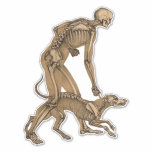 skelet man en hond menselijke anatomie kunst sticker