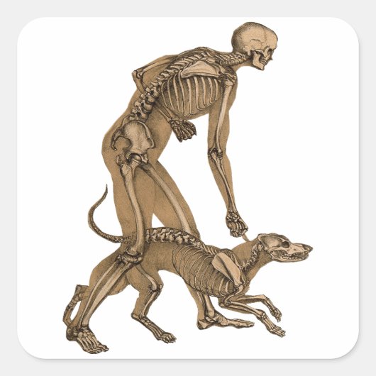 skelet man en hond menselijke anatomie kunst vierkante sticker (Voorkant)