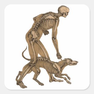 skelet man en hond menselijke anatomie kunst vierkante sticker