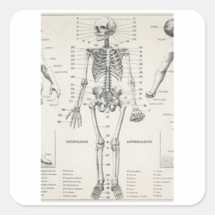 Skelet met volledig lichaam -  anatomie vierkante sticker