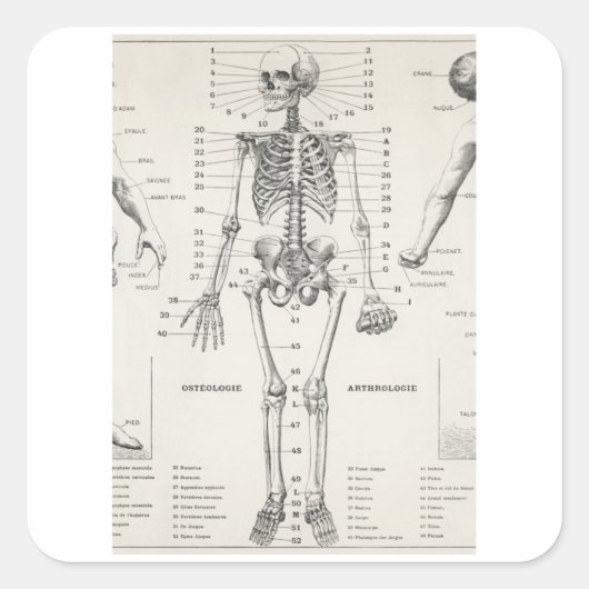 Skelet met volledig lichaam -  anatomie vierkante sticker (Voorkant)