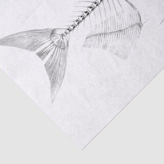  skelet op vissen tissuepapier (Detail)