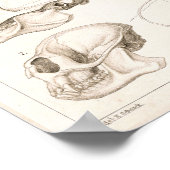 Skelet Skulls Monkeys Veterinary Anatomie Print (Hoek)