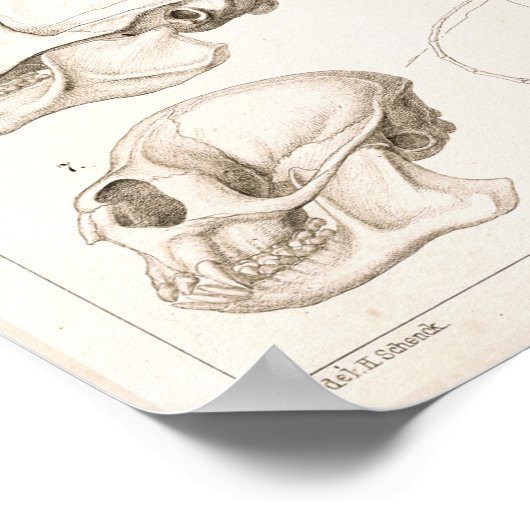 Skelet Skulls Monkeys Veterinary Anatomie Print (Hoek)