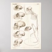 Skelet Skulls Monkeys Veterinary Anatomie Print (Voorkant)