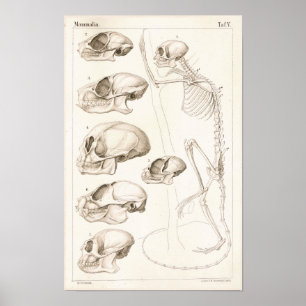 Skelet Skulls Monkeys Veterinary Anatomie Print