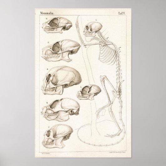Skelet Skulls Monkeys Veterinary Anatomie Print (Voorkant)