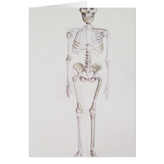 Skelet van Australopithecus africanus (Voorkant)