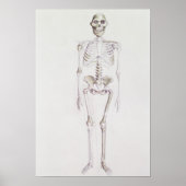 Skelet van Australopithecus africanus Poster (Voorkant)