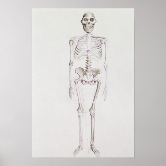 Skelet van Australopithecus africanus Poster (Voorkant)