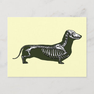 skelet van dachshund briefkaart