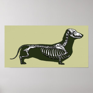 skelet van dachshund poster