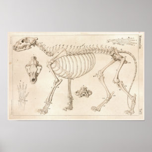 Skelet van de veterinaire anatomie van Lion Poster