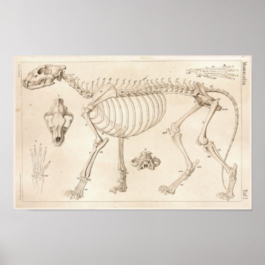 Skelet van de veterinaire anatomie van Lion Poster (Voorkant)
