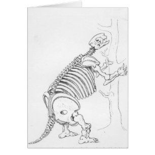 Skelet van een Mylodon