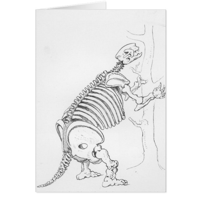 Skelet van een Mylodon (Voorkant)